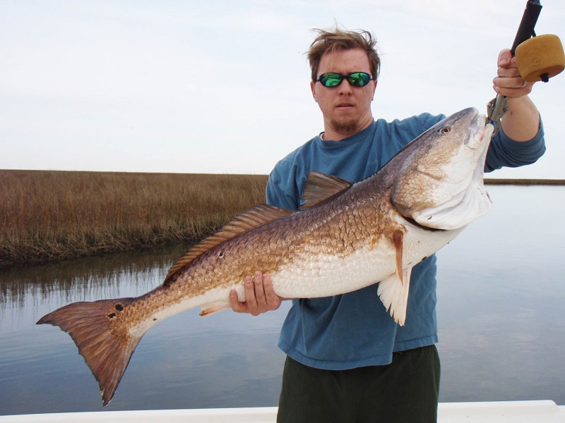 Giant redfish like this are apparently preying on nutria in the marshes along Louisiana and Mississippi’s Gulf Coast.