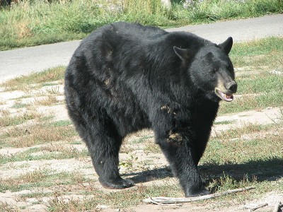 Animal rights groups in Maine are taking aim at bear hunting and trapping methods, hoping to place the issue on the 2014 ballot.