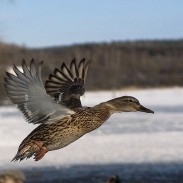 Mallards are adaptable birds that can live in urban habitats one week and return to the wild the next. Biologists are interested in why Anchorage's ducks seem to like spending winter in the city.