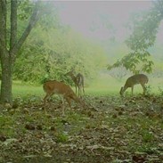 Deer and other wildlife flock to chestnut trees.