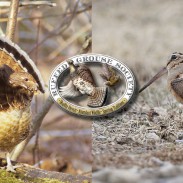 Grouse and Woodcock Visual