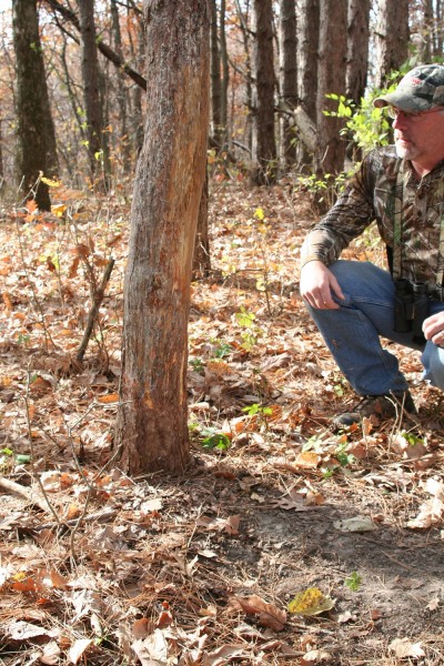 Rubs and scrapes from the previous fall are still visible in spring and lead to clues about the hunting prospects of the area.