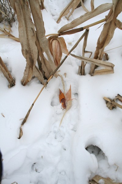 shed antlers, deer sheds, finding sheds