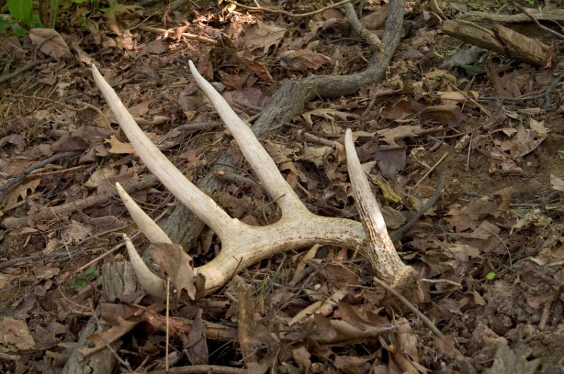 Shed Hunting: A Sport unto Itself | OutdoorHub