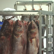 More companies are aiming to put bighead, silver, and other carp species on the dinner table.