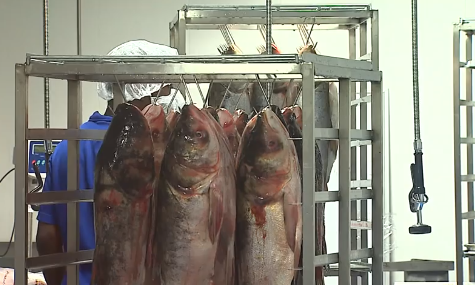 girls having squirting orgasms porn pics asian carp buy