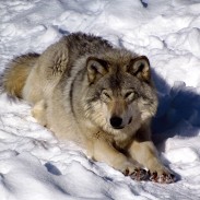 The eastern wolf is thought by some to be a hybrid species, while others say it is a subspecies of the gray wolf.
