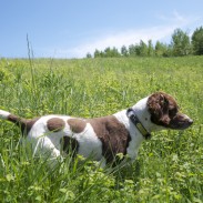 Pete, a liver-colored Brittany spaniel and all-around good dog.