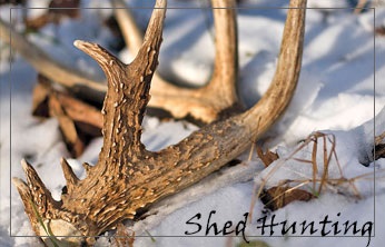 shed Hunting
