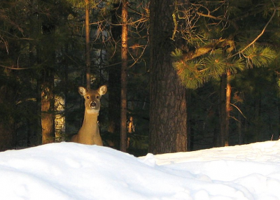 Volunteers on snowmobiles will soon be delivering feed to Minnesota's struggling deer.