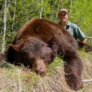 This beautiful cinnamon color-phase Saskatchewan bear was shot at Marshland Outfitters in the spring of 2013.