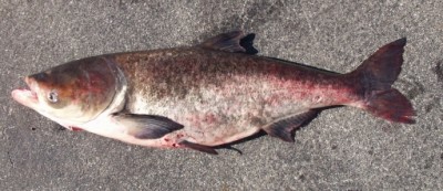 USGS scientists have discovered Asian carp eggs far north of where they were previously recorded.