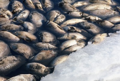 Although winterkill can be beneficial in some cases, Minnesota officials say that this year's winter could have resulted in a significant fish die-off.