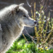 The gray wolf was removed from the Endangered Species List in 2011 in the state of Idaho. Lawmakers are now considering new management actions.