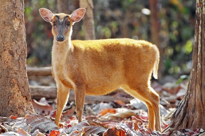 A file image of the Indian muntjac, closely related to the recently rediscovered Roosevelt's muntjac.