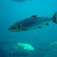 Some researchers say that farmed salmon can pass on negative traits to wild salmon.