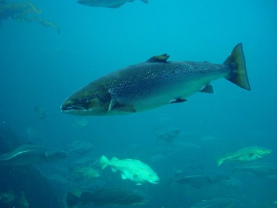 Some researchers say that farmed salmon can pass on negative traits to wild salmon.