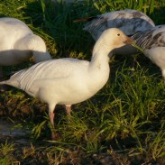 Snow geese are causing major problems for America's wetlands, but more hunters are starting to become interested in the birds.