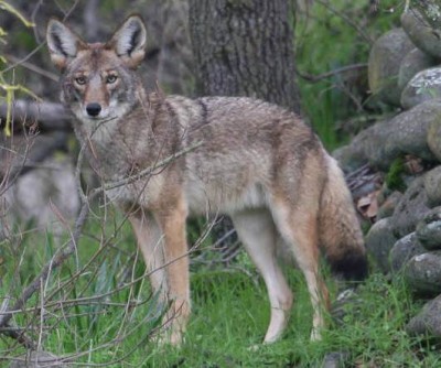 Coyotes are proving to be elusive in Delaware, with only one animal reported harvested in the state's inaugural (and brief) season.