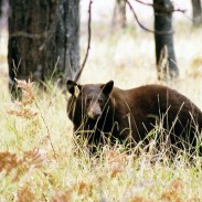 After decades of eating human food, Yosemite's black bears have decided switched to a more natural diet thanks to the introduction of bear-proof containers.