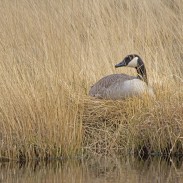 A group of hunters spent the weekend rebuilding goose nests in Utah.