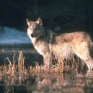 Rare ice bridges provide wolves with access across Lake Superior.