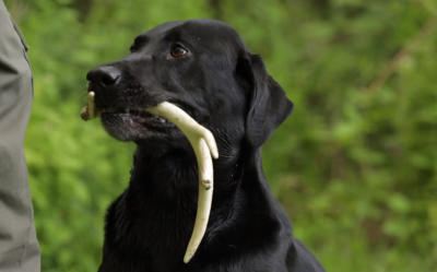 With names like Tank, Storm, Thunder, and DeeDee, this year's shed dogs sound like an intimidating bunch. In the field, however, they've got one thing in mind: finding sheds.