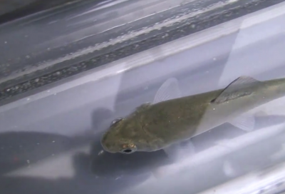Researchers used laser sensors to measure the speed of hatchery-raised and wild trout.