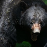 Florida lawmakers say that a limited hunt could make urban bear encounters less common.