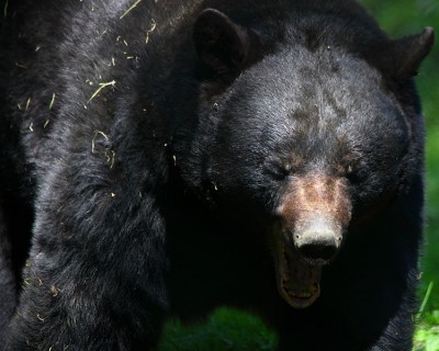 Florida lawmakers say that a limited hunt could make urban bear encounters less common.
