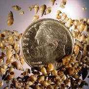 The tiny mudsnail is causing a stir among conservationists in Wisconsin.