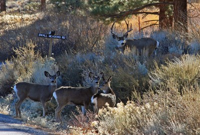 Move over pronghorn, mule deer are now the Lower 48's most accomplished travelers.