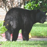 One Florida woman says she found a group of black bears outside her garage.