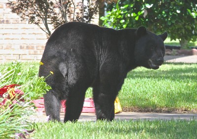 One Florida woman says she found a group of black bears outside her garage.