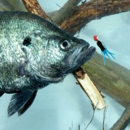 Almost anywhere you find brush, stumps, logs, or any type of bottom break, you can catch crappie, even when you’re fishing from docks and piers.