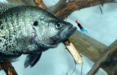 Almost anywhere you find brush, stumps, logs, or any type of bottom break, you can catch crappie, even when you’re fishing from docks and piers.