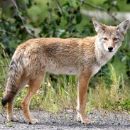 Following a petition by animal rights advocates, wildlife officials in California have proposed banning predator hunting contests.