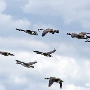 Canada geese are providing airport officials with more air traffic than they'd like.