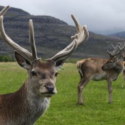 The electrified fences that once separated East from West are gone, but deer remain respectful of the old borders.