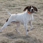 Essay contest awards fully trained bird dog.