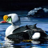 A king eider by 16-year-old Si youn Kim will be featured on the 2014 Junior Duck Stamp.