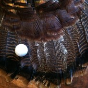 There are more similarities between turkey hunting and golfing than you might realize! Image by K.J. Houtman.