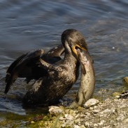 Although the majority of their diet consists of fish, cormorants do not have waterproof feathers and must dry them after every meal.