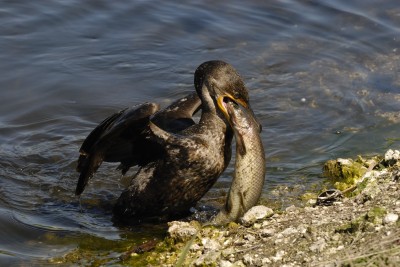 Although the majority of their diet consists of fish, cormorants do not have waterproof feathers and must dry them after every meal.