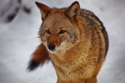Utah wildlife officials are currently determining whether targeted coyote removal means deer fawns have a better chance at survival.