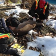 Two volunteers prepare to inject a doe with an immunocontraceptive.