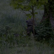Patience is often the greatest virtue a hunter can possess.