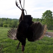 Arthur Farrell pursues a magnificent tom near his southern Tennessee cabin.
