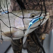 This Manistee River steelhead was taken from a soft current on a Mag Lip.