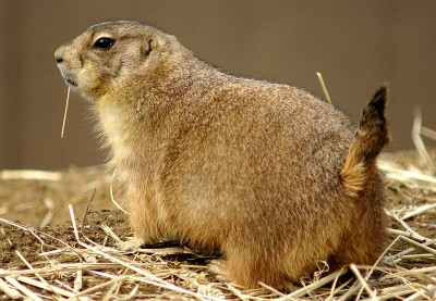 Prairie dogs are especially vulnerable to plague due to their densely-packed underground colonies.